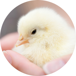 Baby chick in the palm of a hand