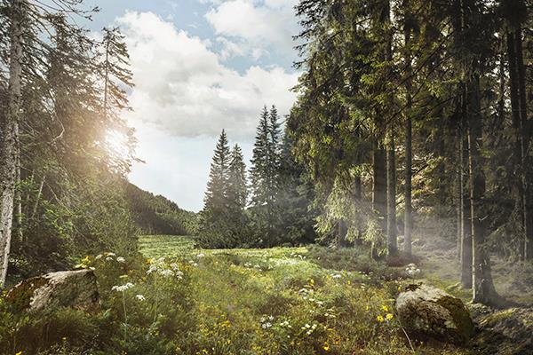 Forest with the sun shining through